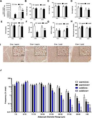 Role of Endothelial Cell Lipoprotein Lipase for Brown Adipose Tissue Lipid and Glucose Handling